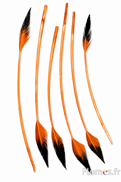 Cigno freccia - 28-33 cm - salmone-nero